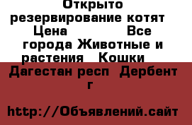 Открыто резервирование котят › Цена ­ 15 000 - Все города Животные и растения » Кошки   . Дагестан респ.,Дербент г.